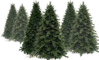 Christmas Trees